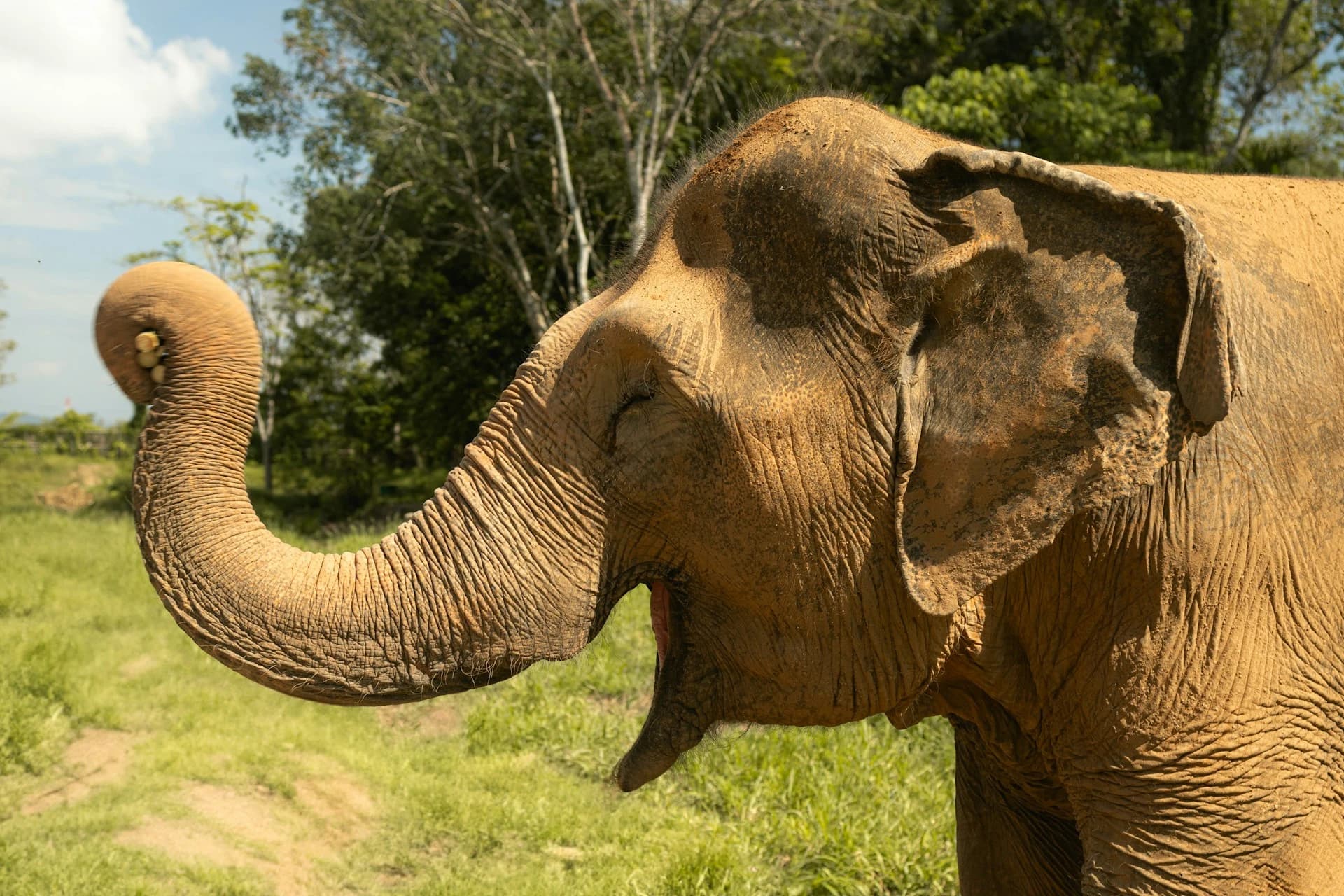 Rescued elephants grazing in a forest clearing below a wooden observation walkway in Phuket